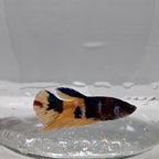 Betta Splendens Plakat Koi Yellow