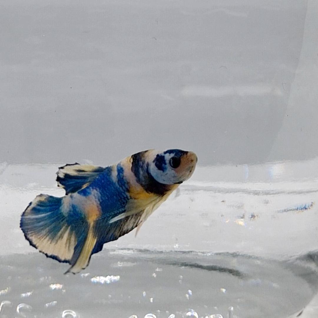 Betta Splendens Plakat Koi Yellow