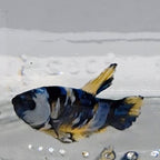 Betta Splendens Plakat Koi Yellow