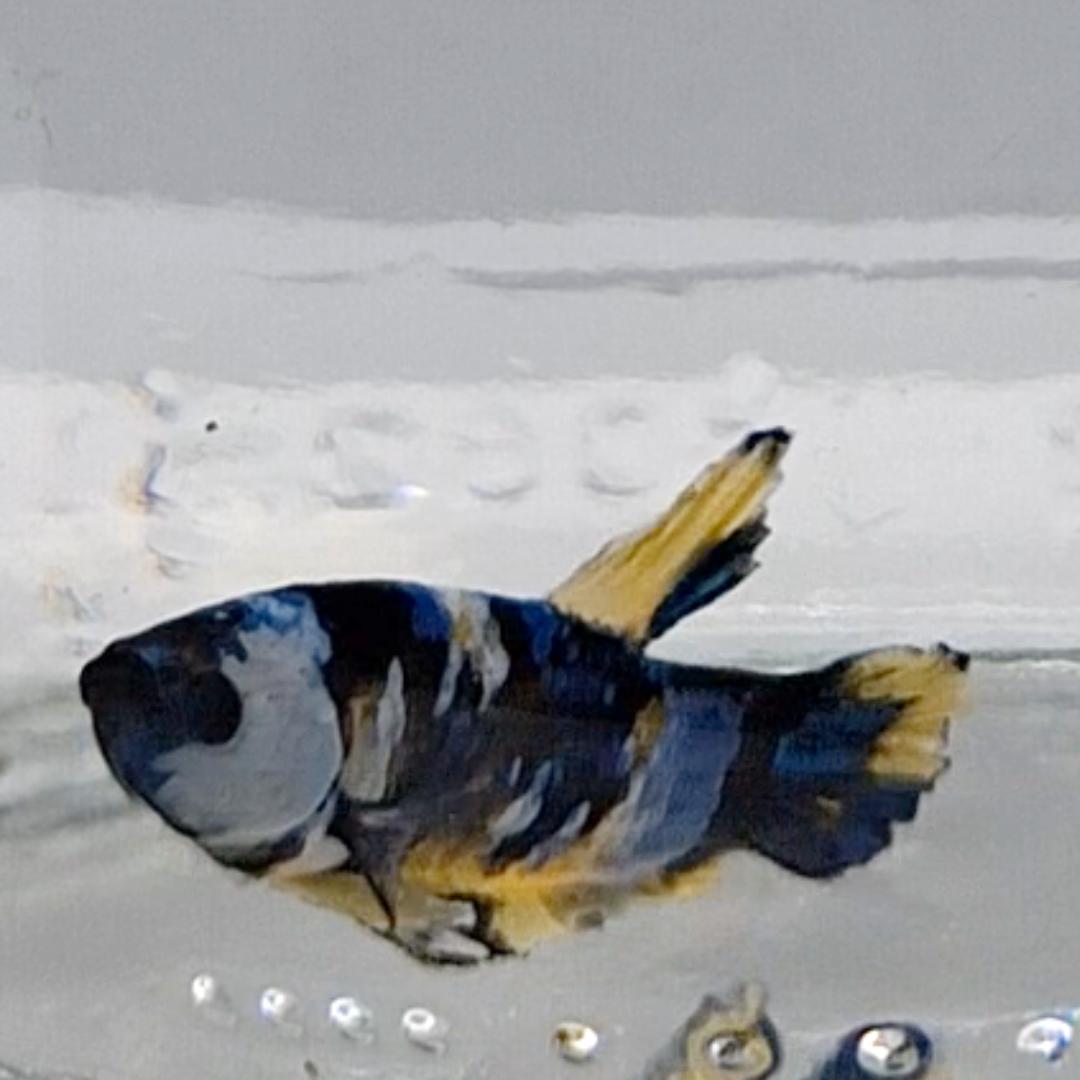 Betta Splendens Plakat Koi Yellow
