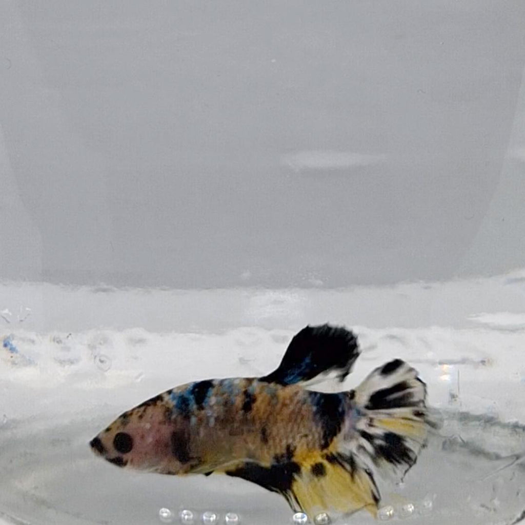 Betta Splendens Plakat Koi Yellow