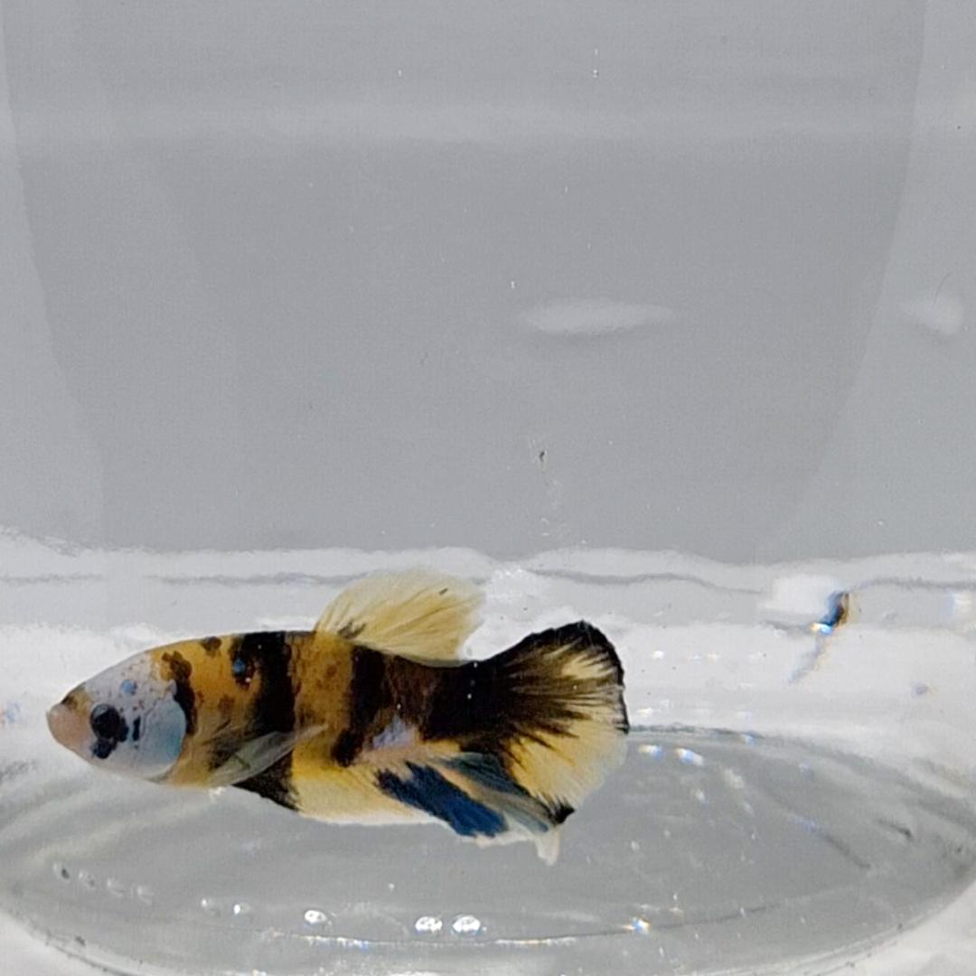 Betta Splendens Plakat Koi Yellow