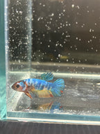 Plakat Nemo Candy blu (FEMMINA)