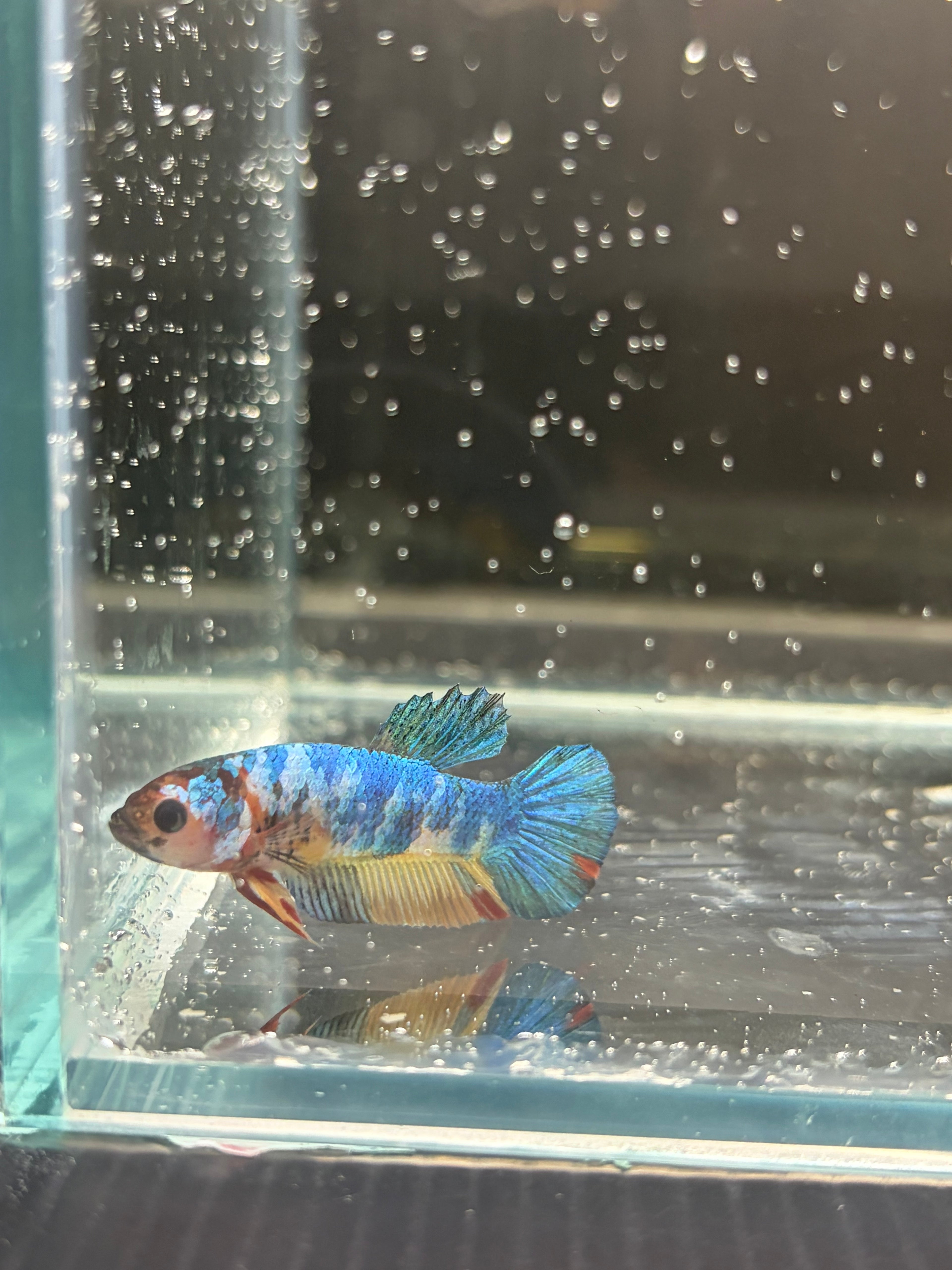 Plakat Nemo Candy blu (FEMMINA)