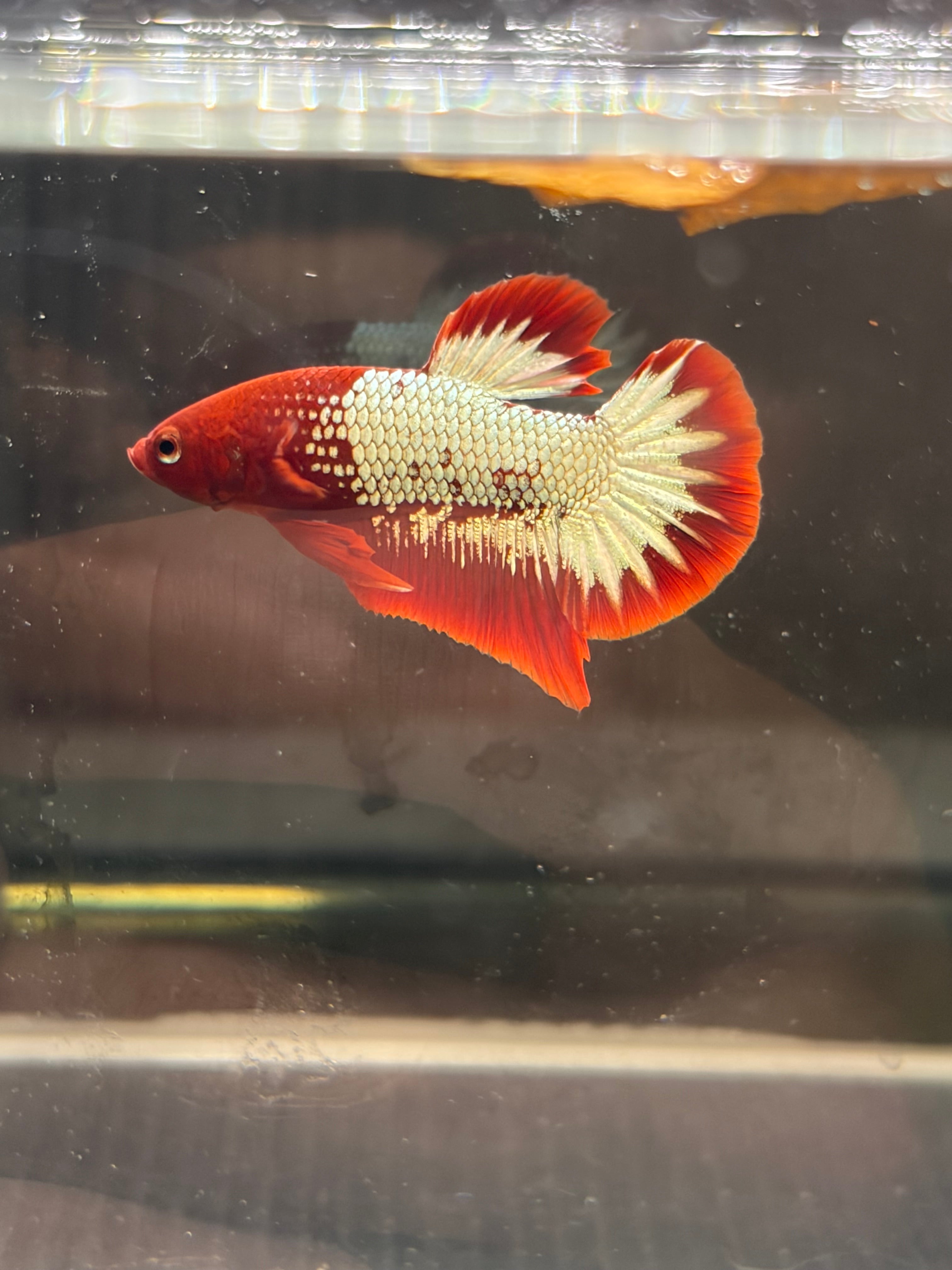 Plakat koi FCCP (MASCHIO)