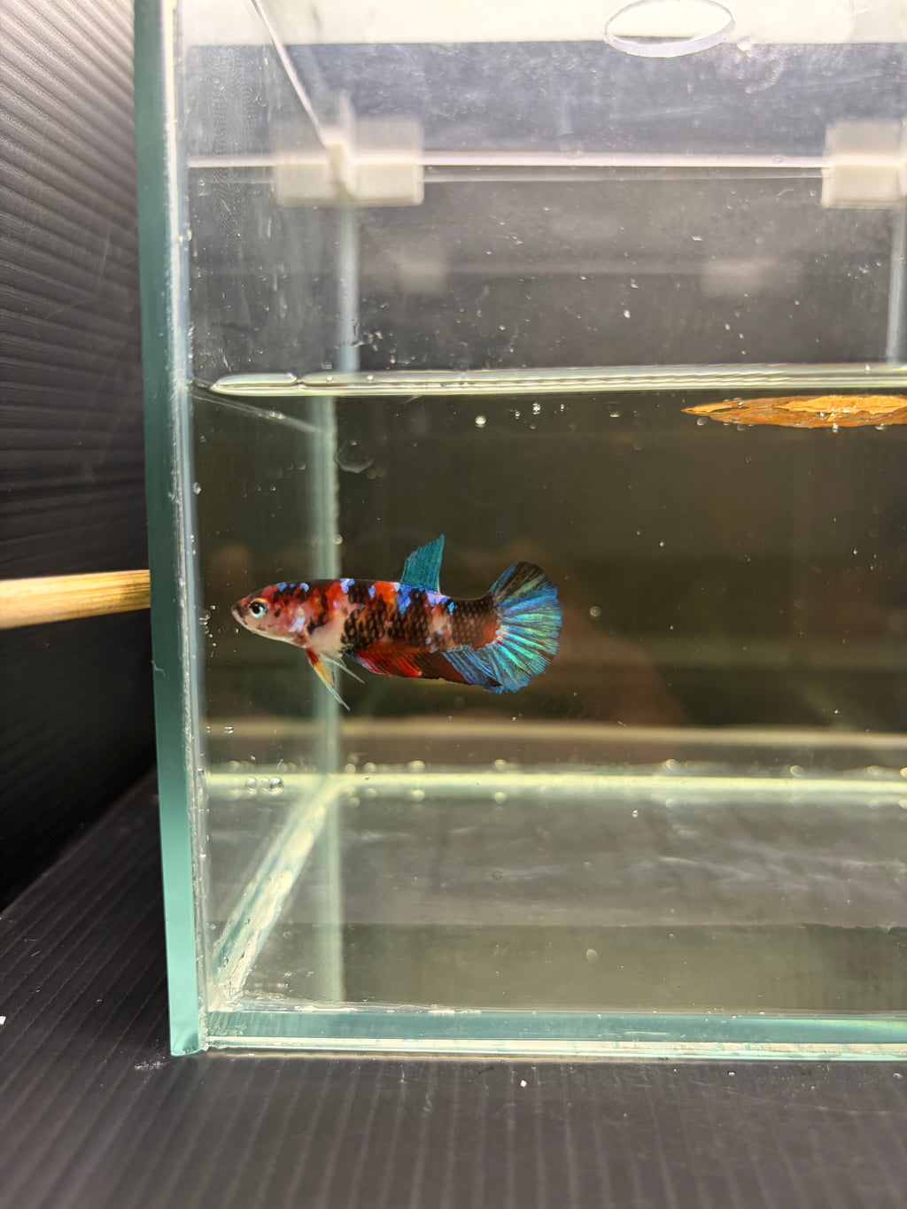 Plakat Black Candy (FEMMINA)