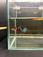 Plakat Black Candy (FEMMINA)
