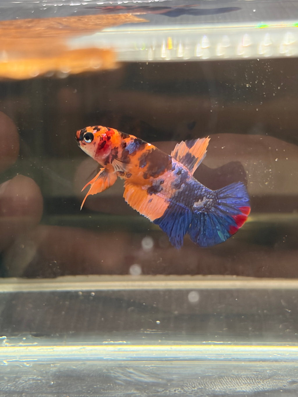 Plakat blue Candy (FEMMINA)