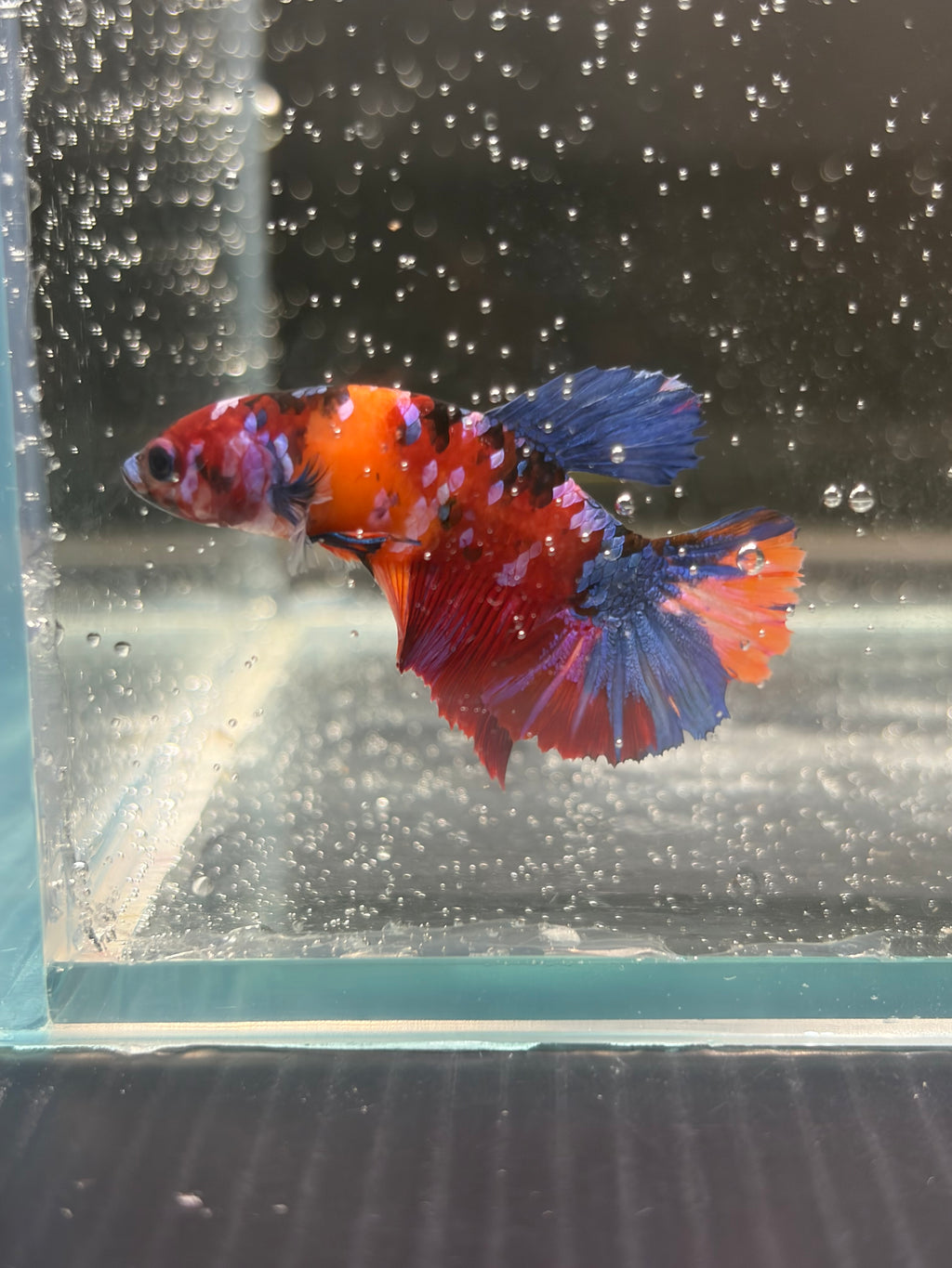 Plakat Nemo Candy red (FEMMINA)
