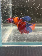 Plakat Nemo Candy red (FEMMINA)