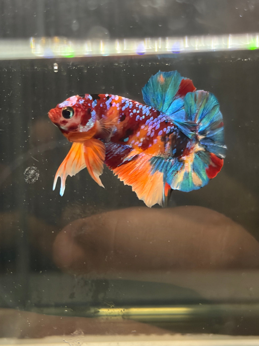 Plakat Candy Galaxy (MASCHIO)