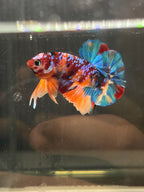 Plakat Candy Galaxy (MASCHIO)