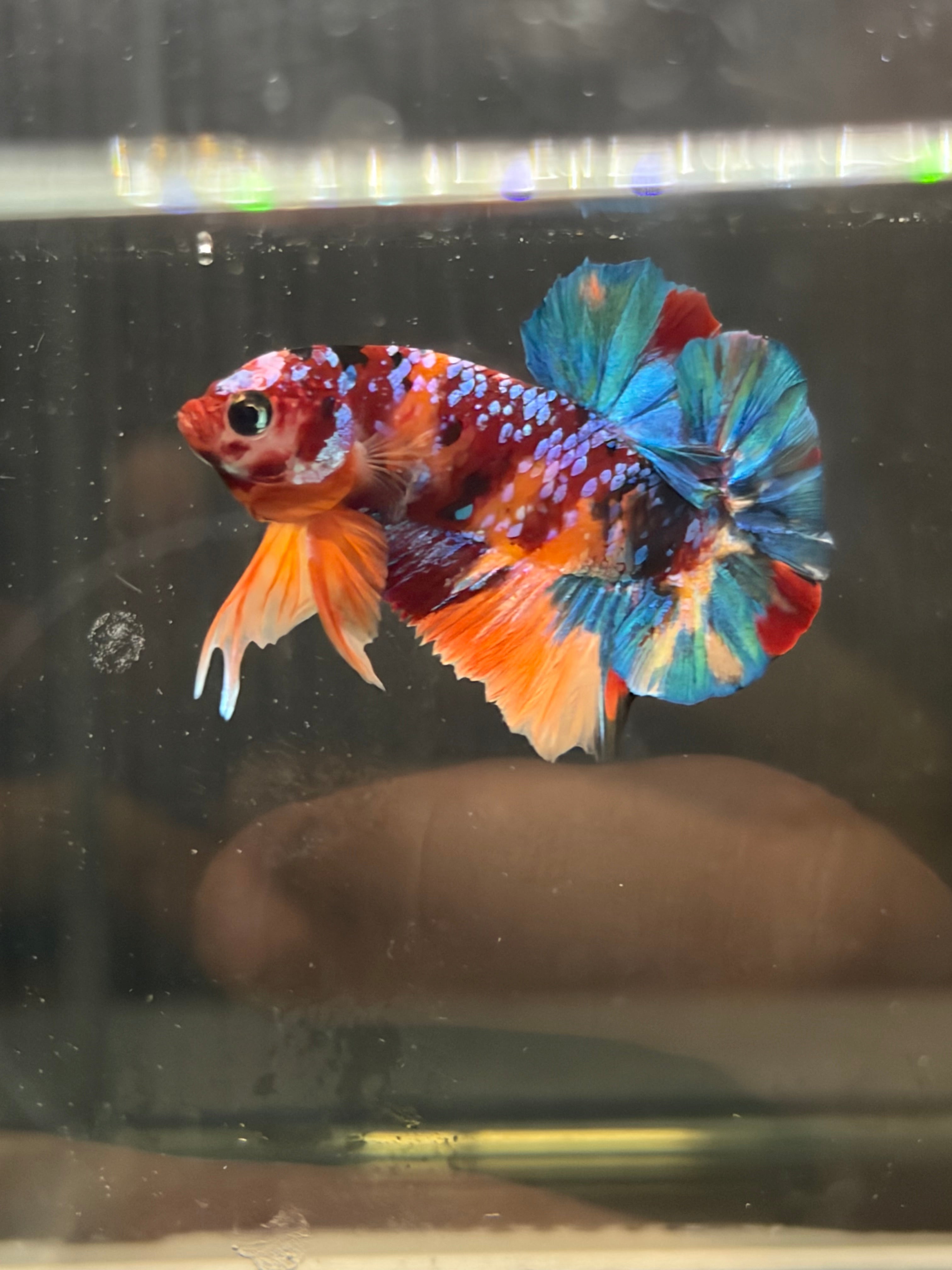 Plakat Candy Galaxy (MASCHIO)