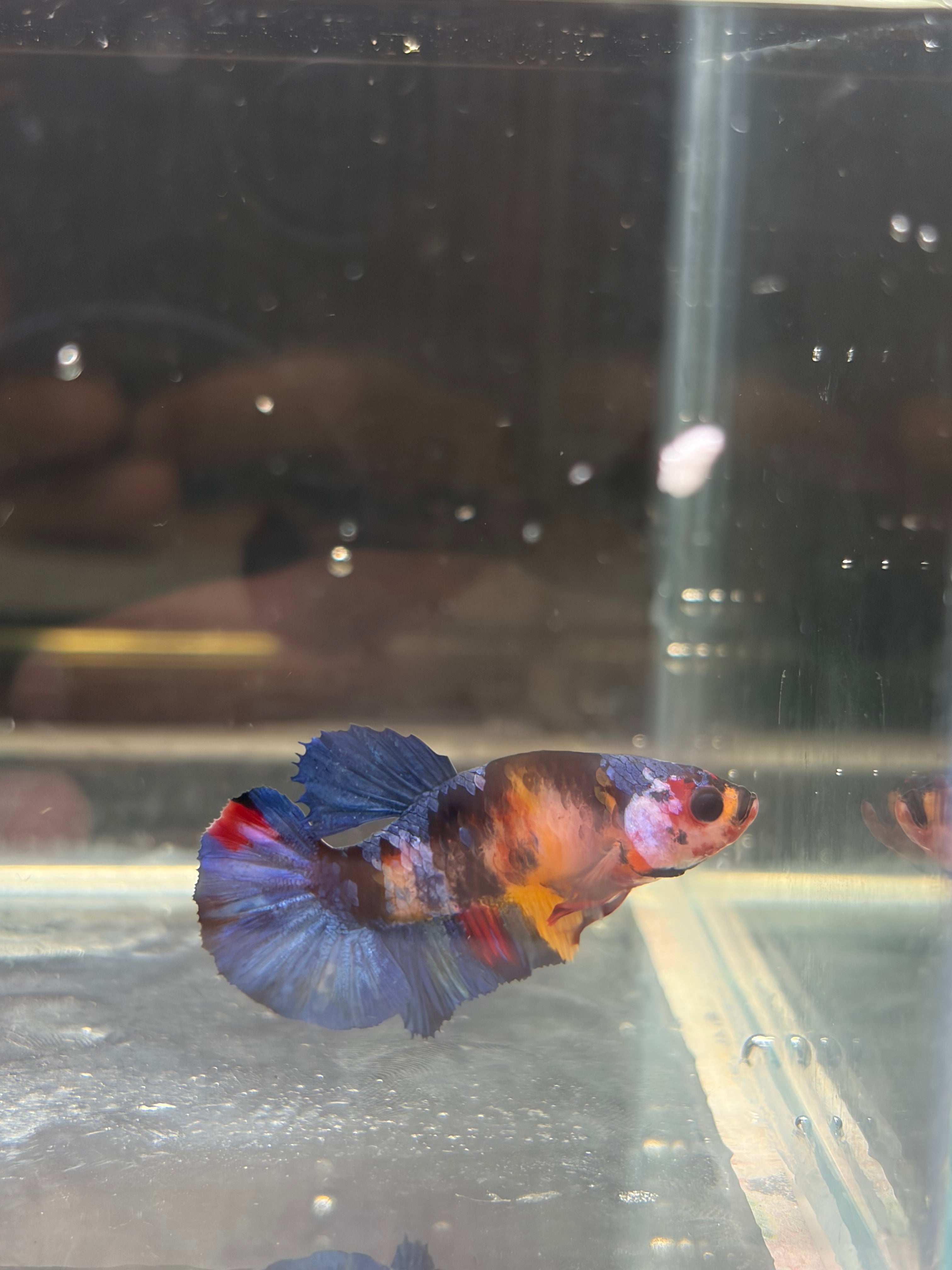 Plakat Black Candy (FEMMINA)