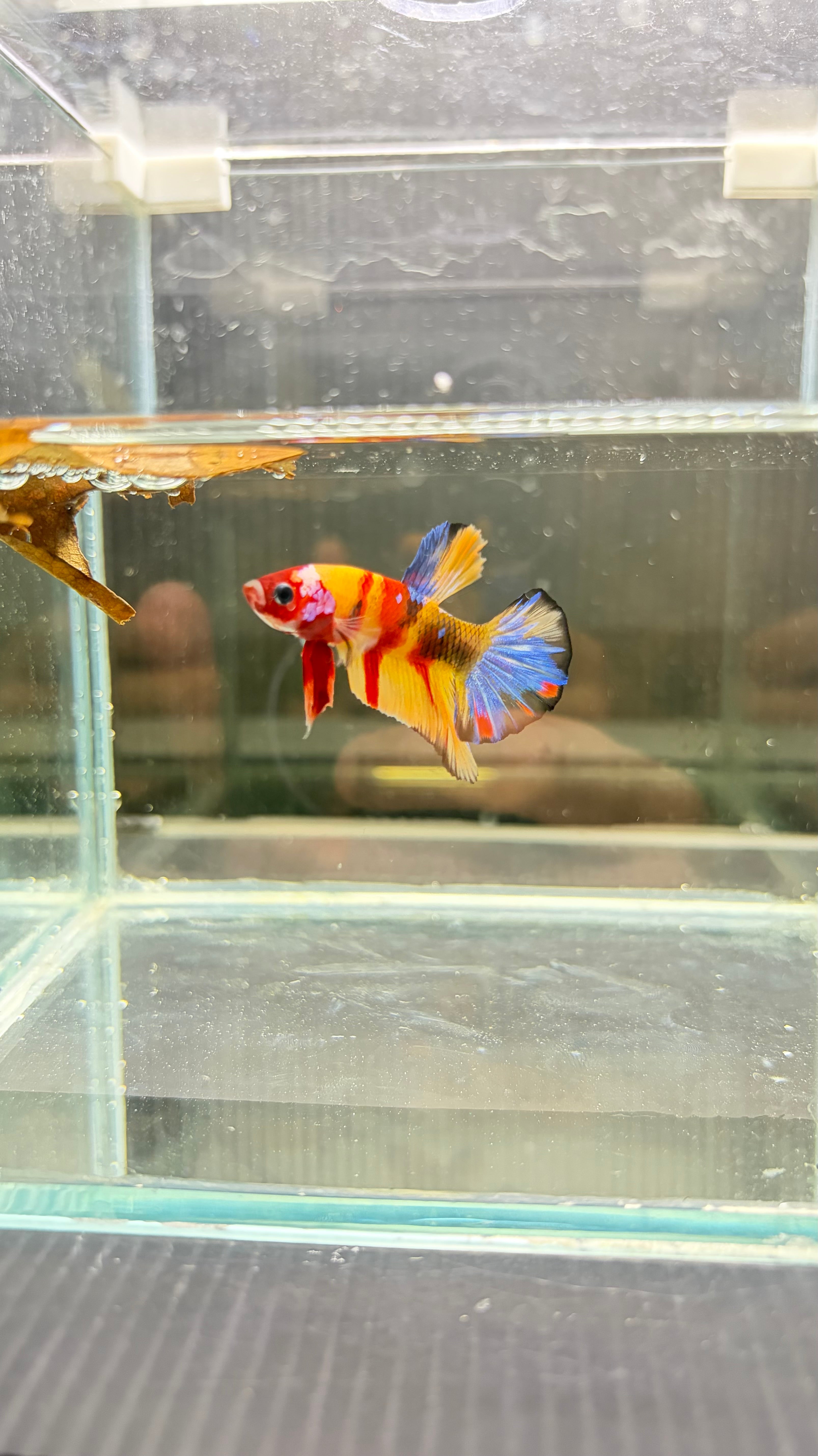 Plakat Koi Candy Nemo (MASCHIO)