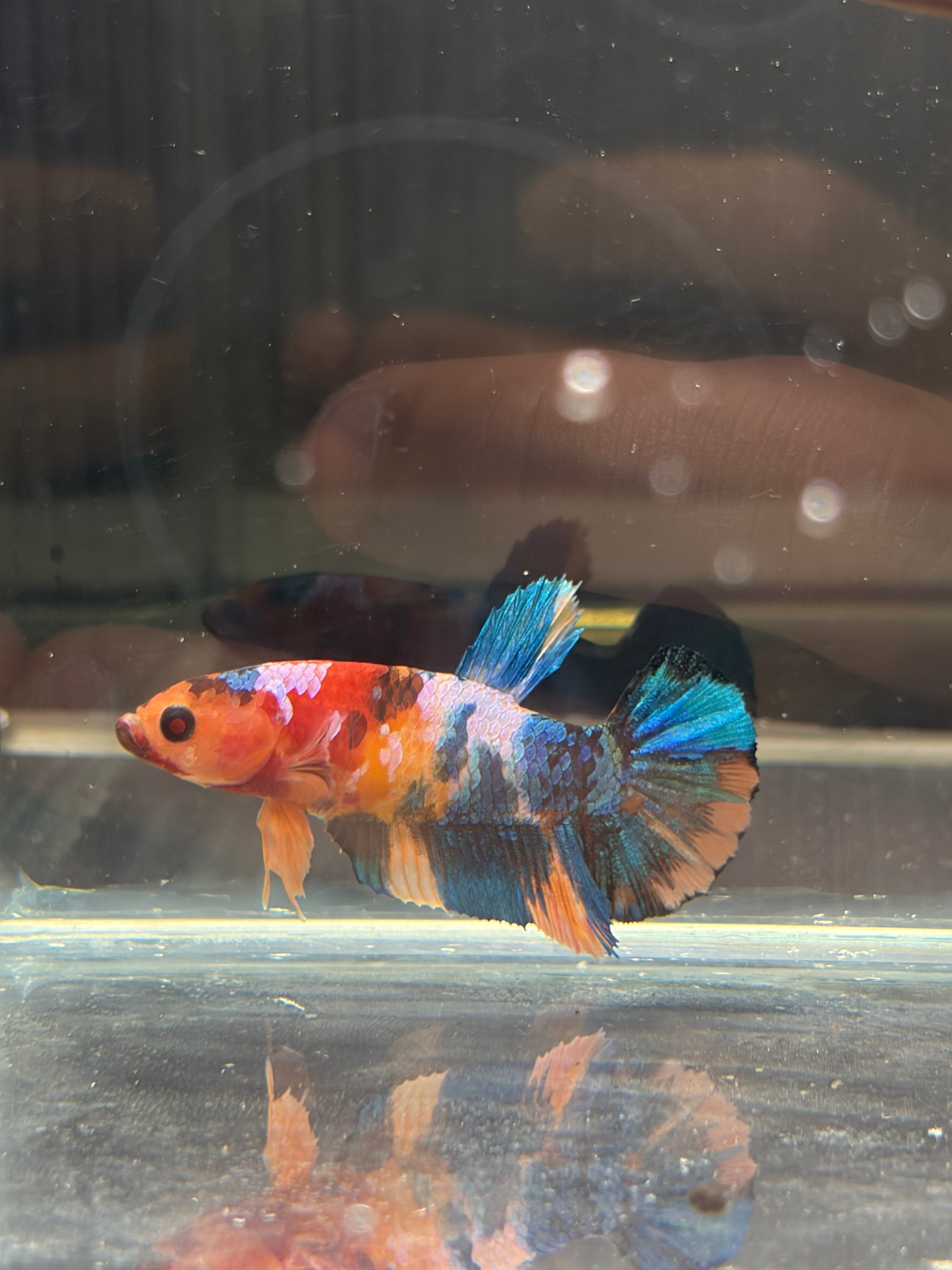 Plakat Nemo Candy (FEMMINA)
