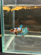 Plakat Candy bianco (FEMMINA)