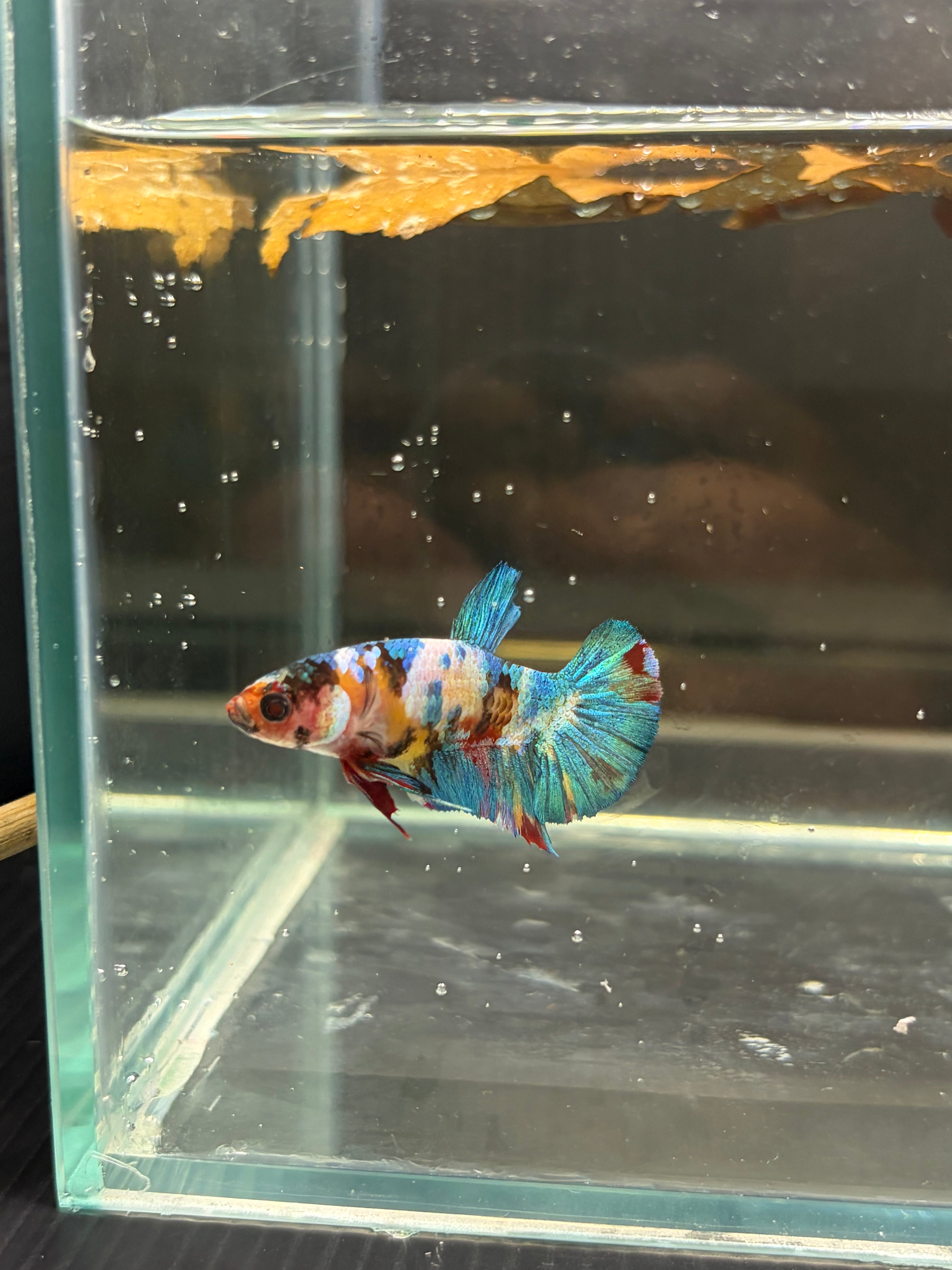 Plakat Candy bianco (FEMMINA)