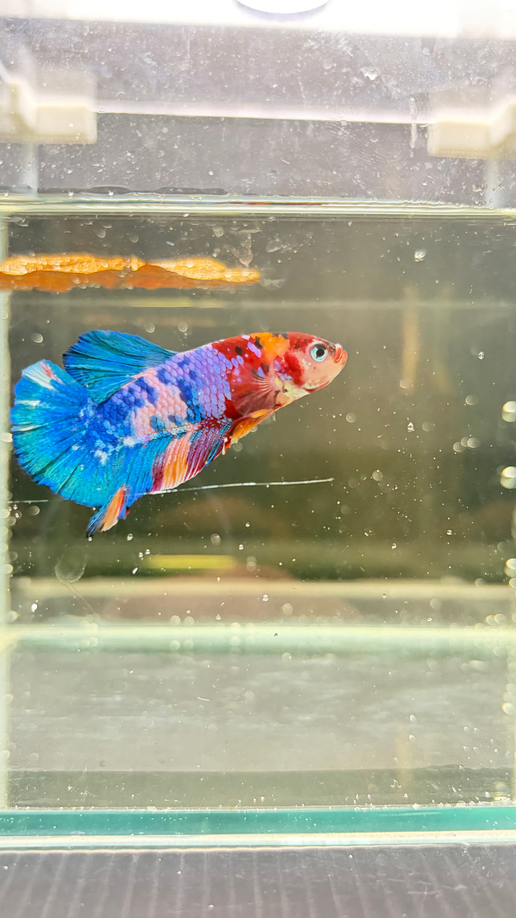 Plakat Nemo Candy viola (MASCHIO)