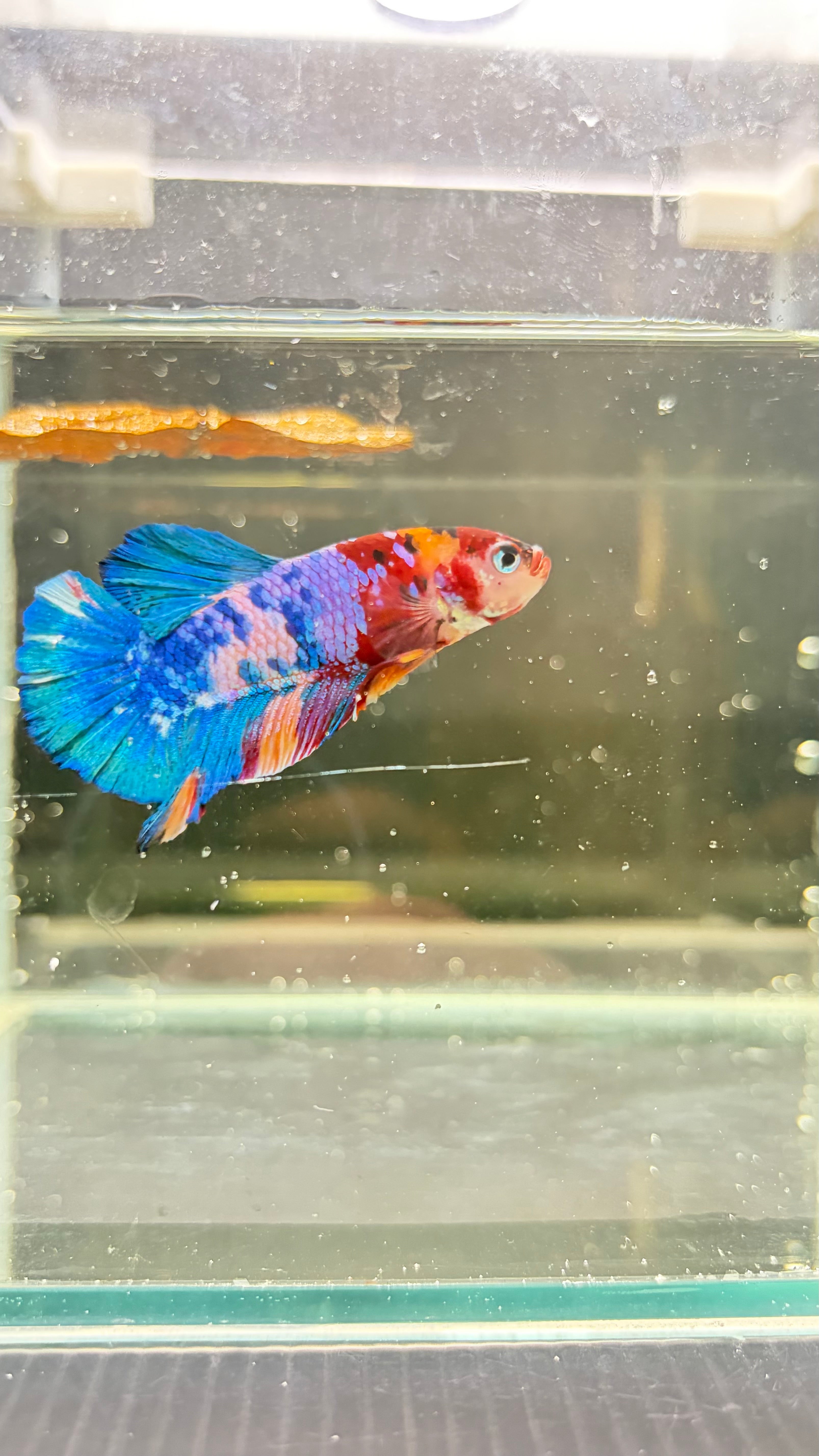 Plakat Nemo Candy viola (MASCHIO)