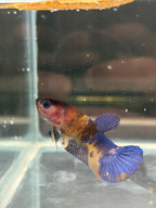 Plakat Yellow Base (FEMMINA)