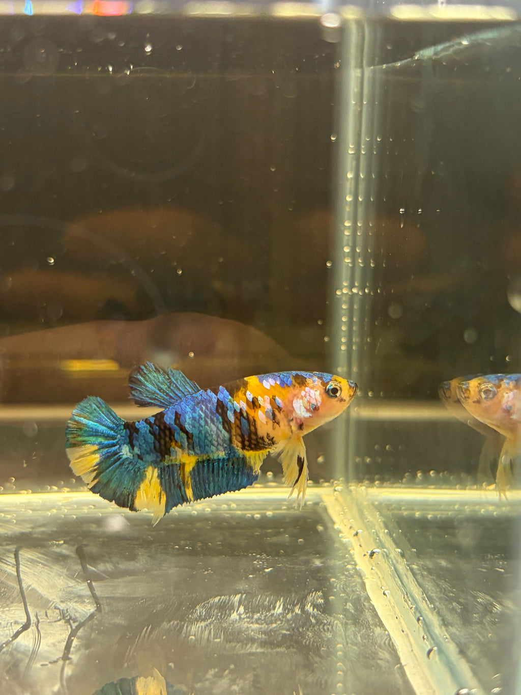 Plakat Yellow Candy (FEMMINA)