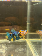 Plakat Yellow Candy (FEMMINA)