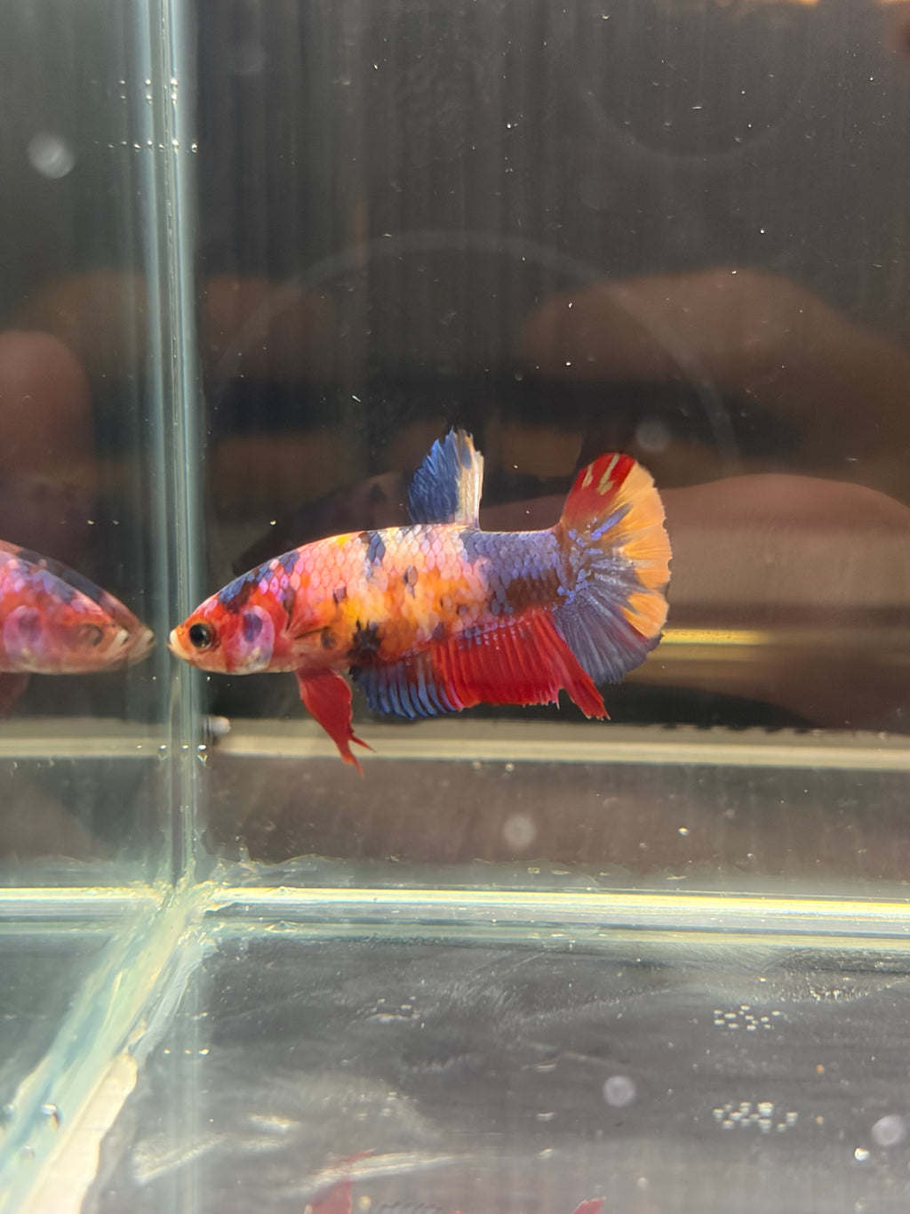 Plakat blue Candy (FEMMINA)