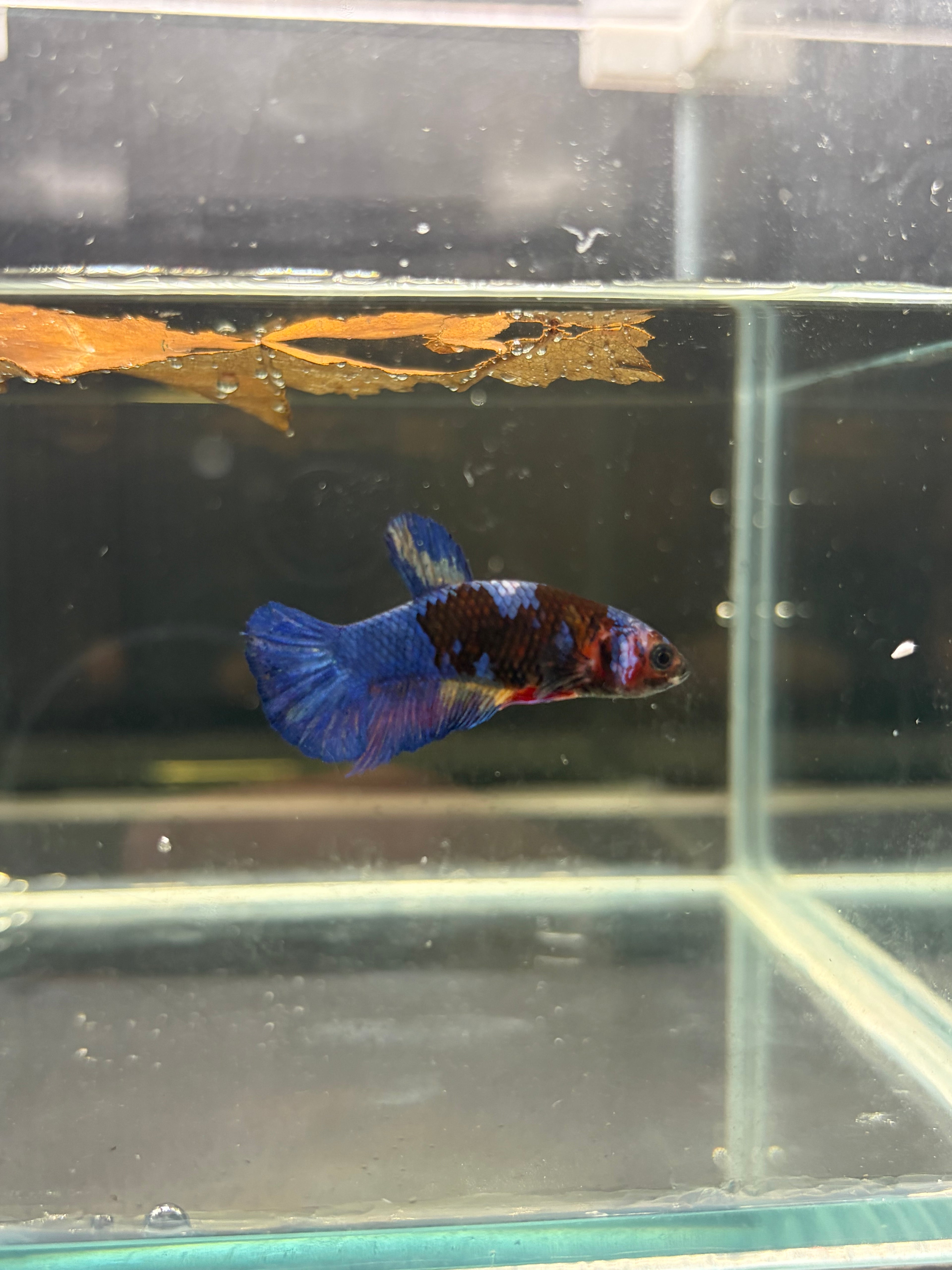 Plakat Black Candy (FEMMINA)