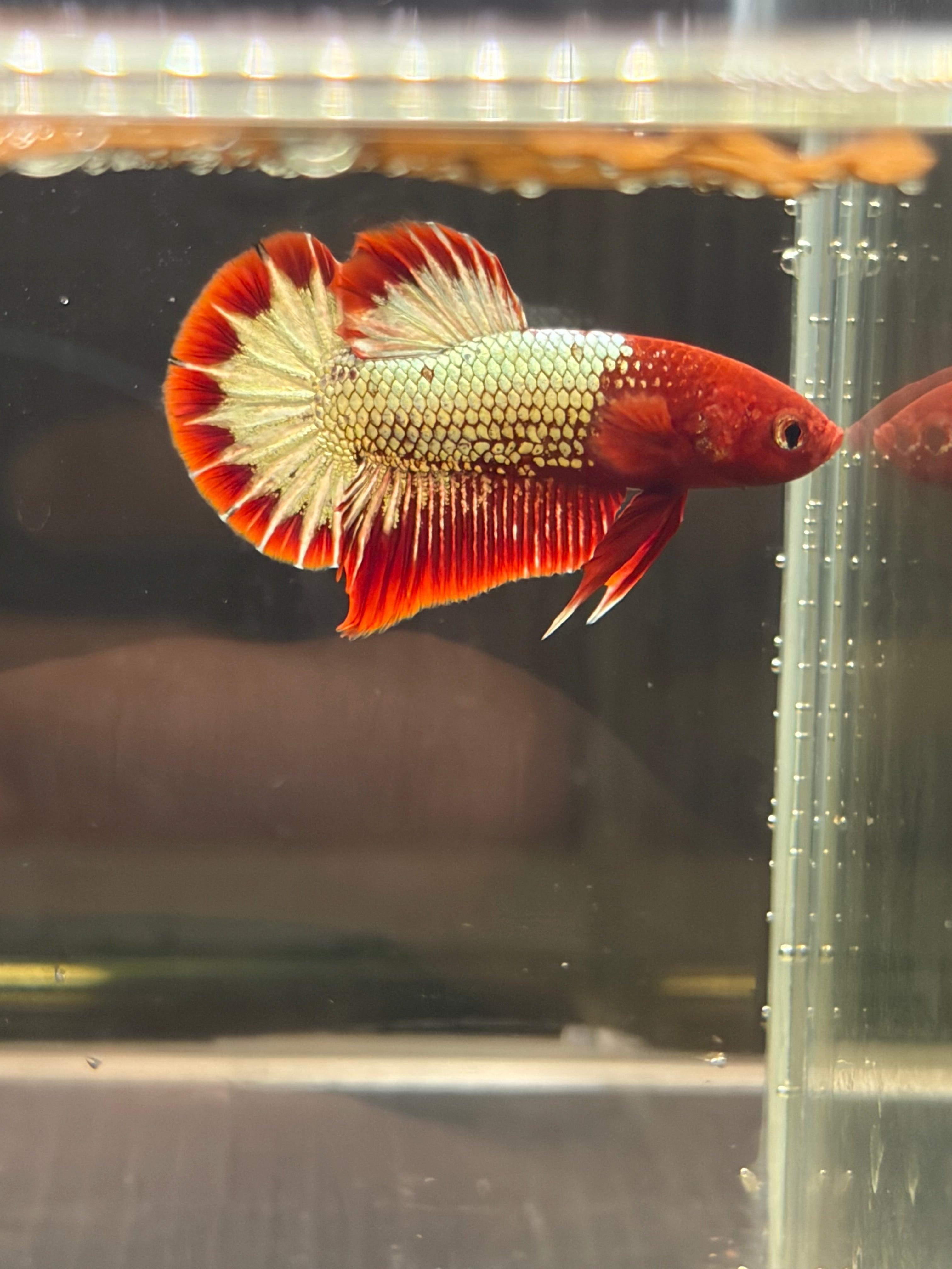 Plakat koi FCCP (MASCHIO)