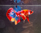 Plakat Nemo Candy 04