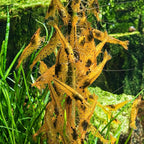 compra shrimp lollies glasgarten - walnut power
