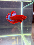 Plakat Hellboy coda blu e bianca 36