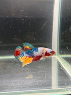 Plakat Nemo Candy 19