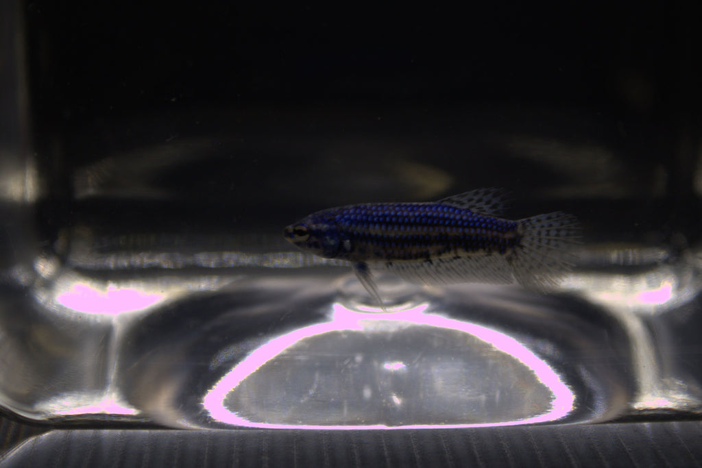 Alien Blue Femmina - AL00006