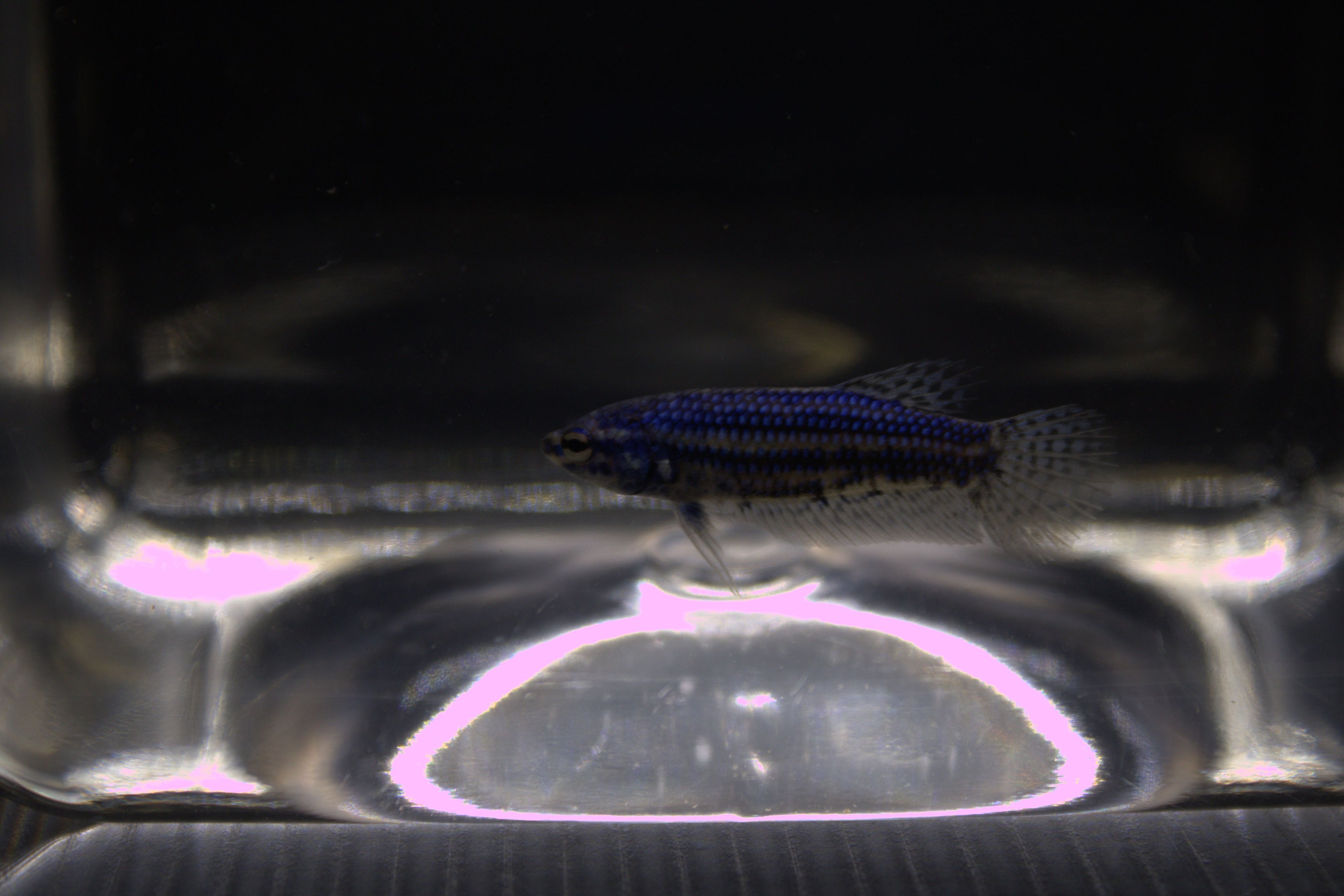 Alien Blue Femmina - AL00006