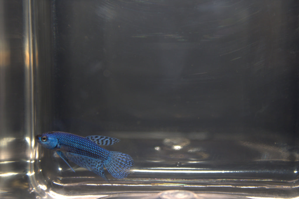 Alien Blue Femmina - AL00007