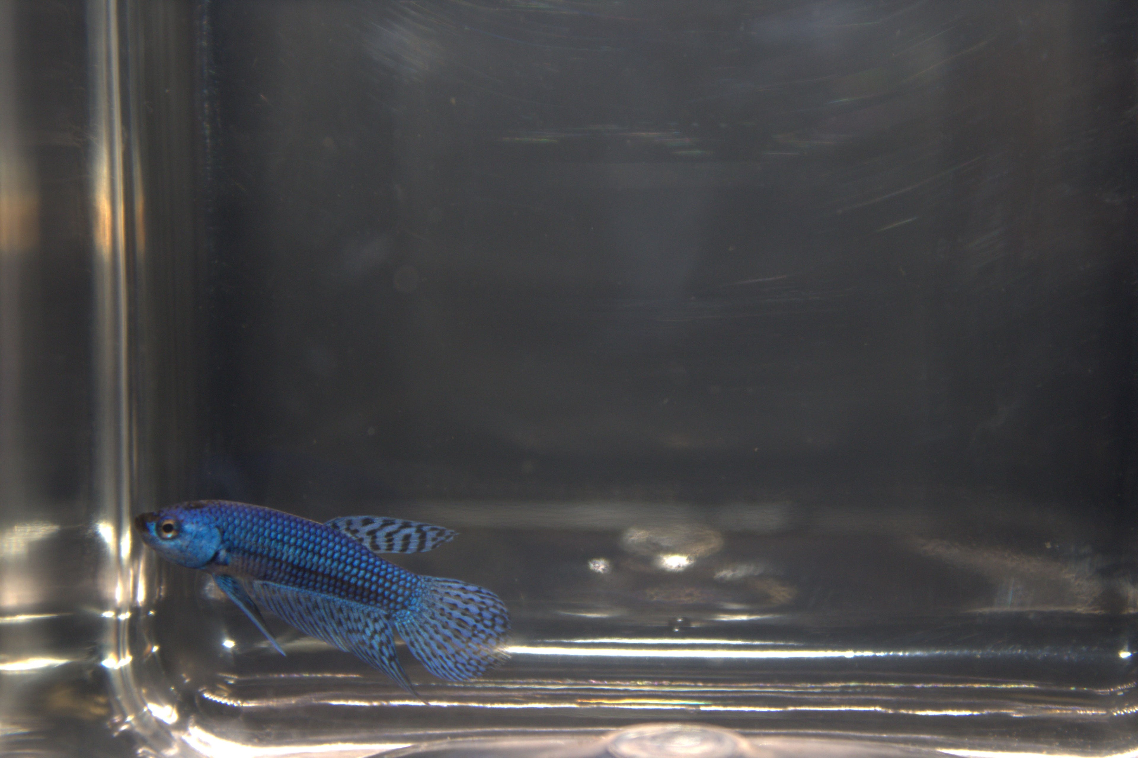 Alien Blue Femmina - AL00007