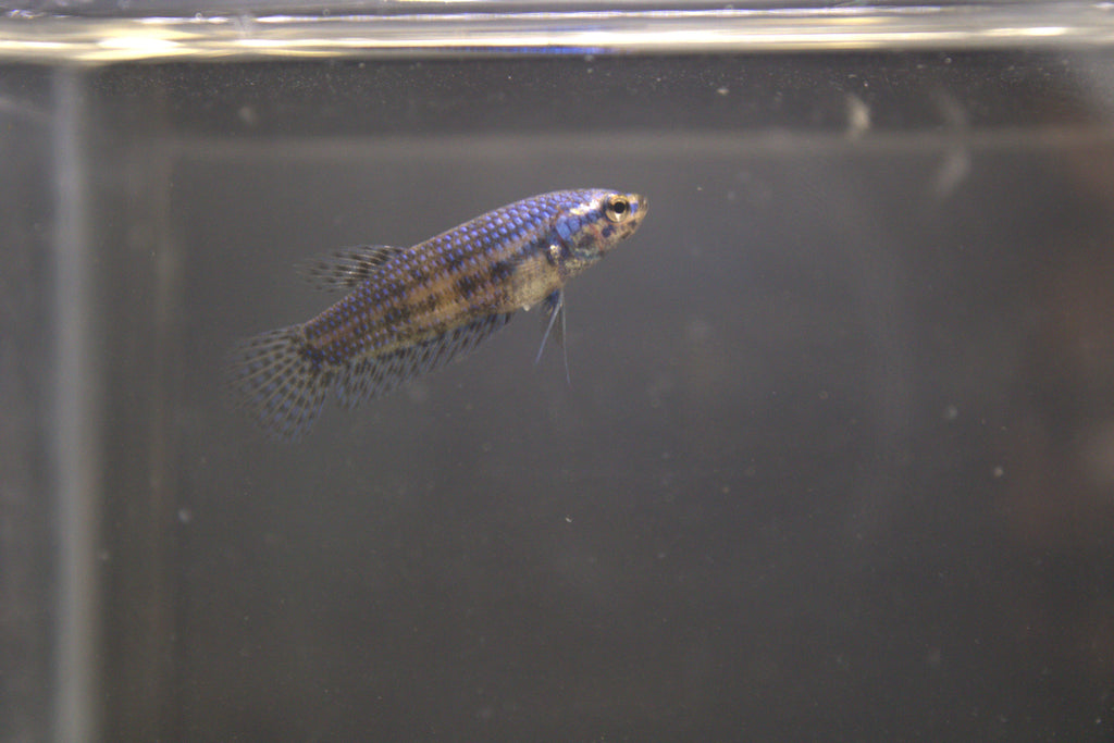 Alien Blue Femmina - AL00008