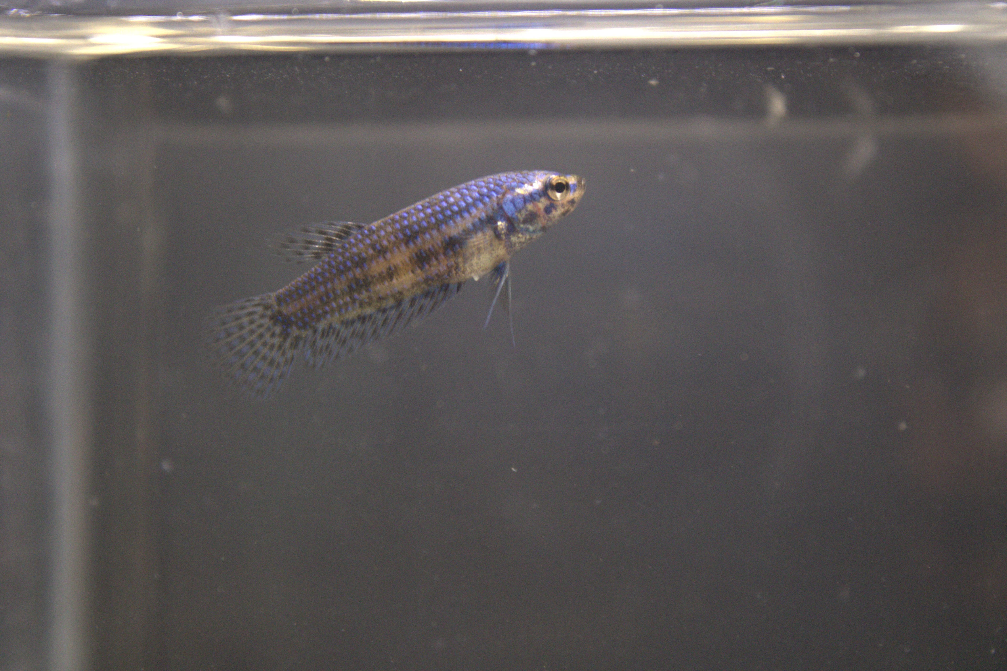 Alien Blue Femmina - AL00008