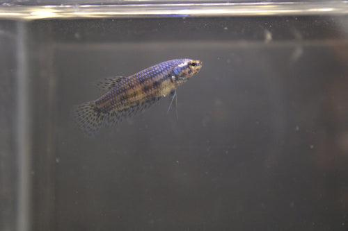 Alien Blue Femmina - AL00008