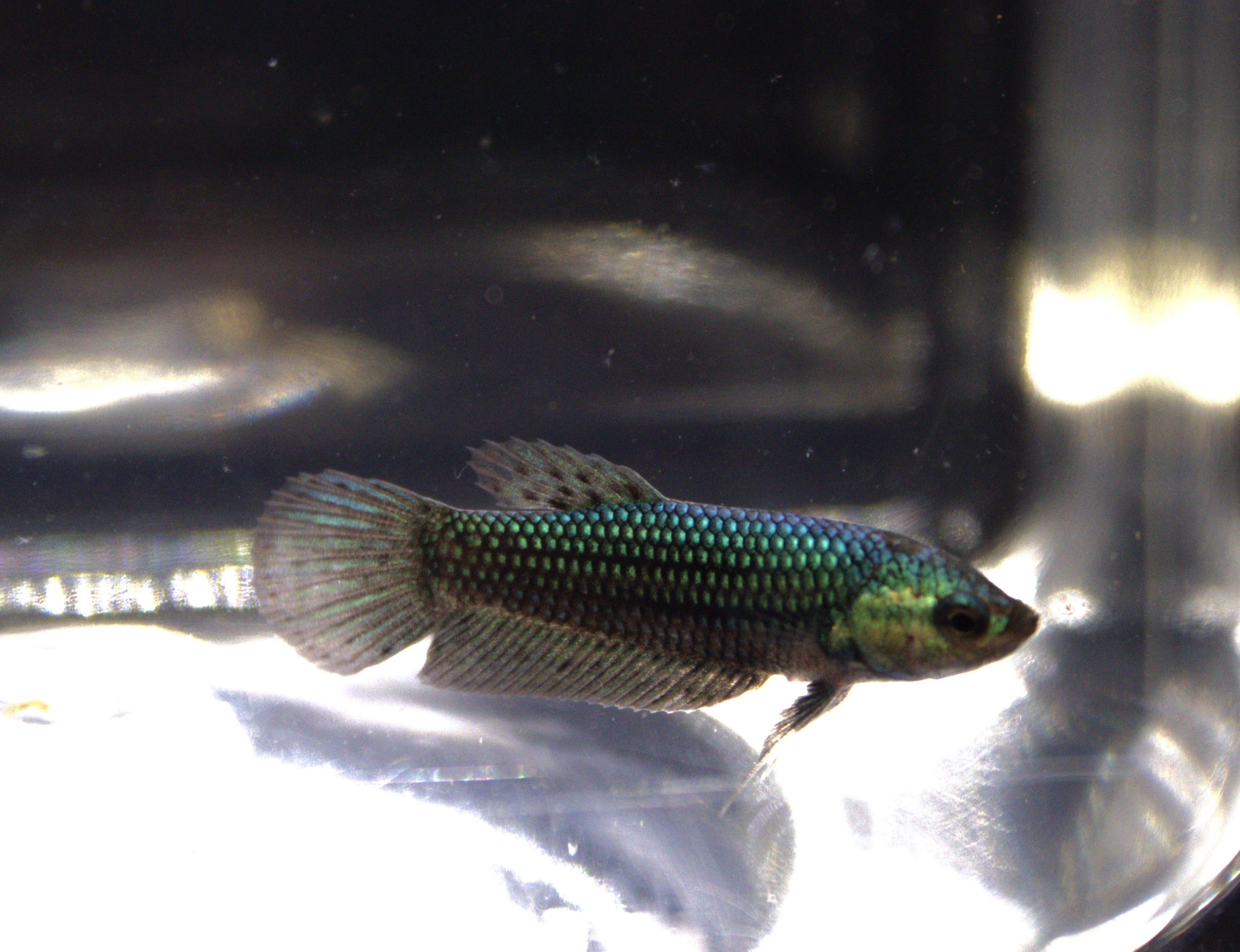 Alien Green Femmina - AL00009