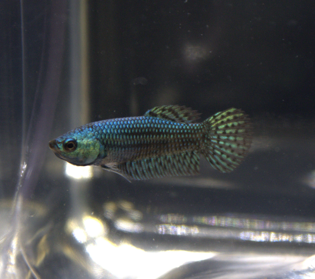 Alien Green Femmina - AL00010