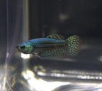 Alien Green Femmina - AL00010