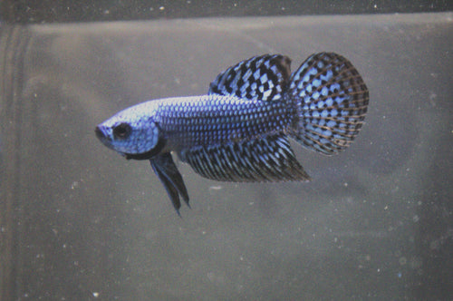 Alien Blue Maschio - AL00001