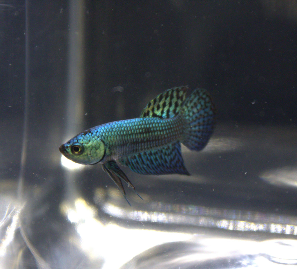 Alien Blue Maschio - AL00002