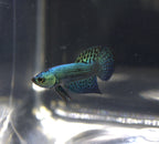 Alien Blue Maschio - AL00002