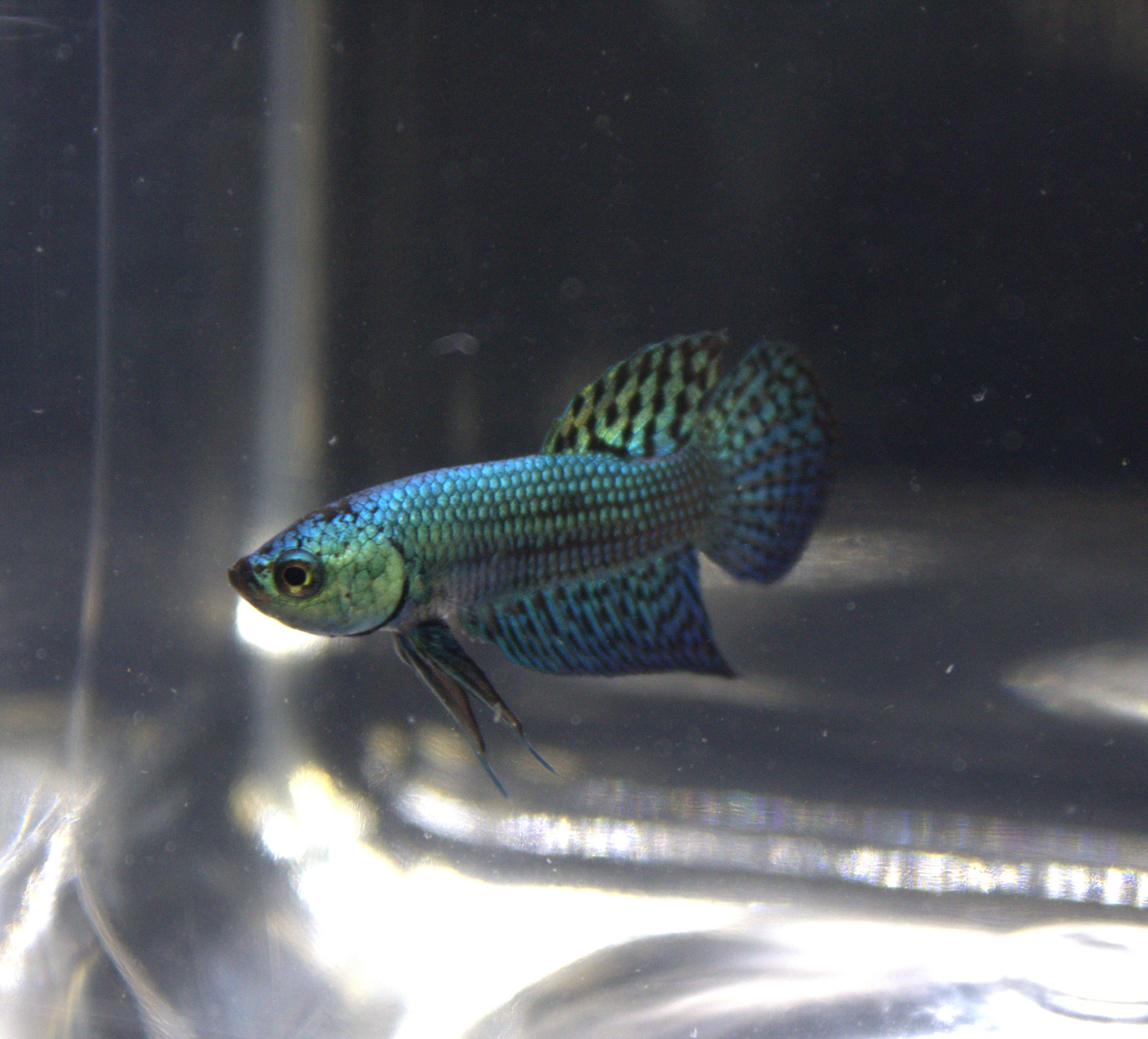 Alien Blue Maschio - AL00002