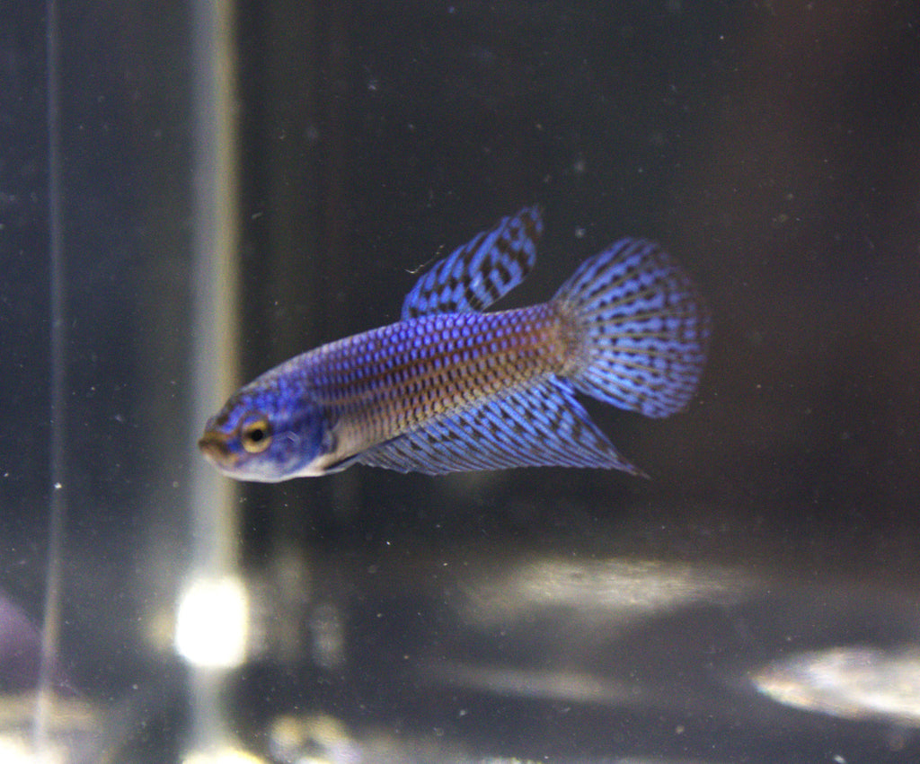 Alien Blue Maschio - AL00003