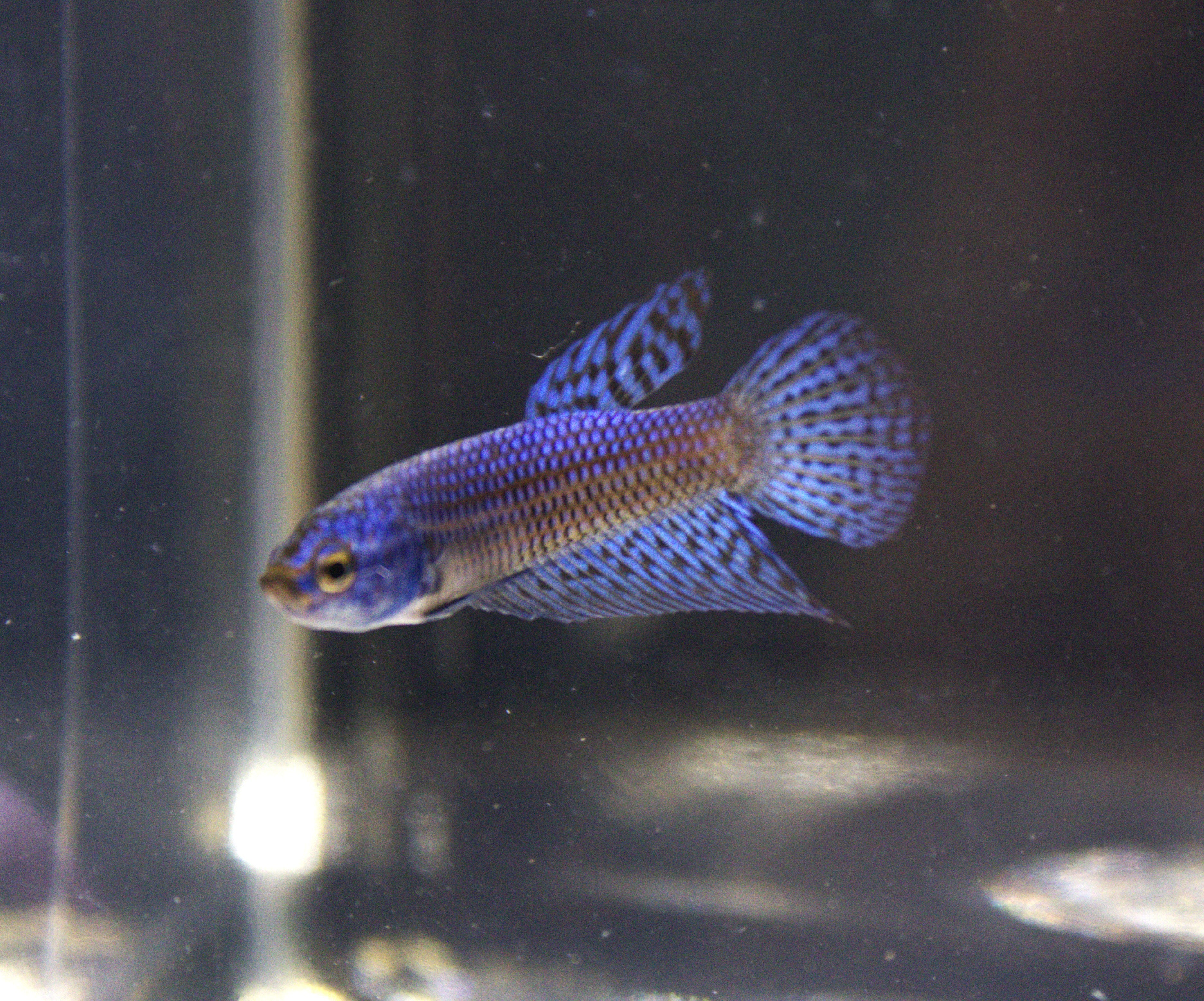 Alien Blue Maschio - AL00003